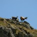 Vysoké Tatry 2012 - Východná Vysoká